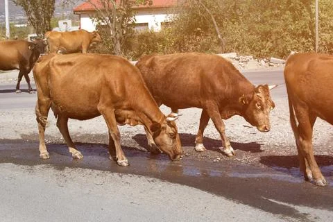 Cows drinks water on the road in the countrysid. Stock Photos