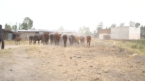 Cows driven to market Stock Footage 49367406