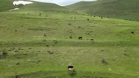 Cows drone Stock Footage 274226140