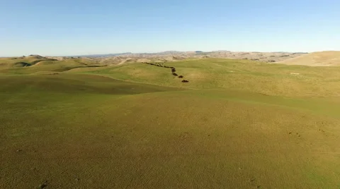 Cows on dry farm flyover Stock Footage 64483292
