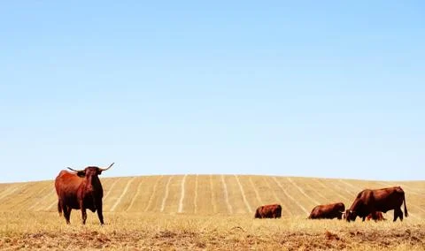 Cows in dry field Stock Photos