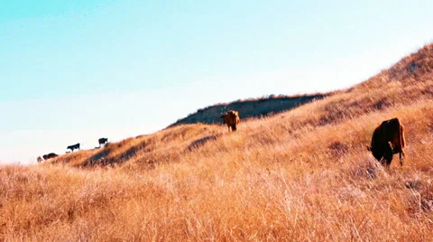 Cows on a dry steppe land Видео 67893189