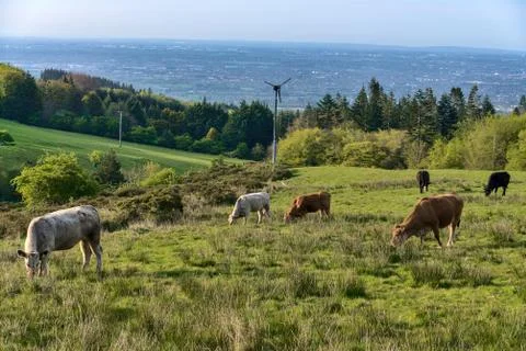 Cows at Dublin Panoramic View Point Stock Photos