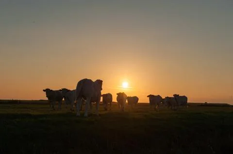Cows at Dusk Stock Photos