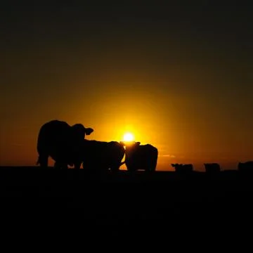 Cows at Dusk Stock Photos
