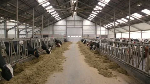 Cows in a dutch barn Stock Footage 22214493