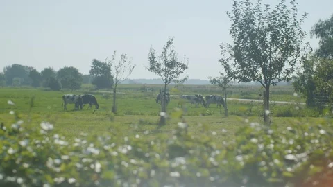Cows In Dutch Countryside Stock Footage 127036595