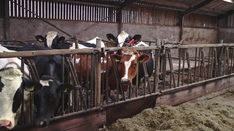 Cows at a dutch farm Stock Footage 81164831