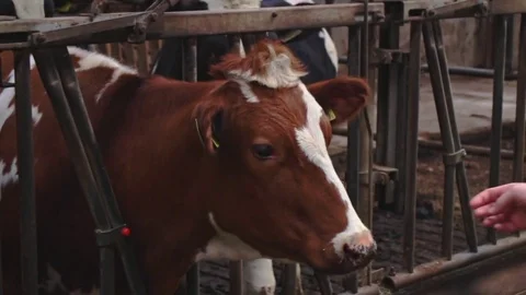 Cows at a dutch farm Stock Footage 81164881