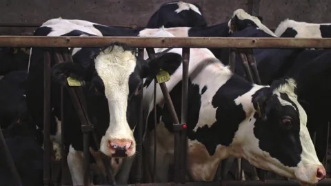 Cows at a dutch farm Stock Footage 81164972