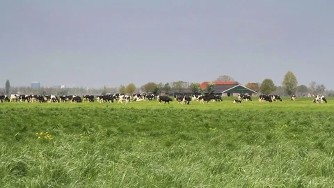 Cows in Dutch pasture Stock Footage 74933636