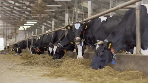 Cows with ear tags eating hay in stalls Stock Footage 140996366