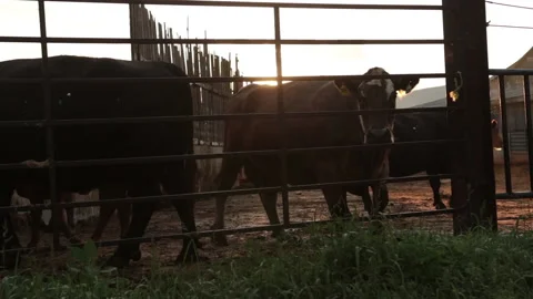 Cows early morning Stock Footage 143483344