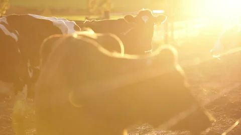 Cows early morning paddock Stock Footage 246843685