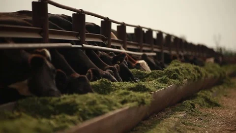 Cows eat alfalfa Stock Footage 73557986