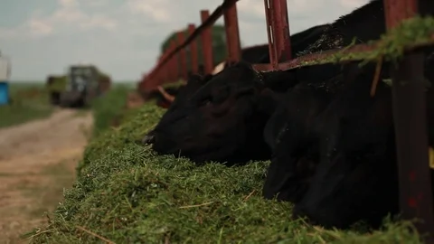 Cows eat alfalfa Stock Footage 73558137