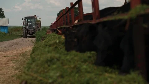 Cows eat alfalfa Stock Footage 73558316
