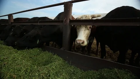 Cows eat alfalfa Stock Footage 73559044