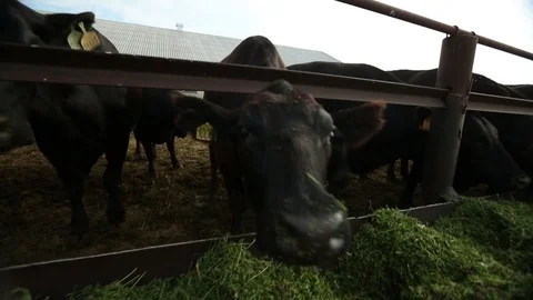 Cows eat alfalfa Stock Footage 73559202