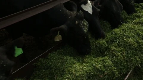 Cows eat alfalfa Stock Footage 73559305