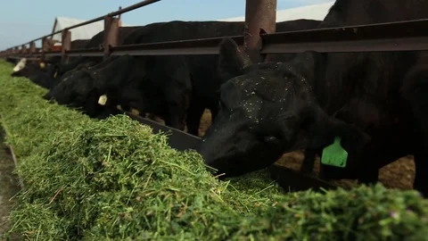 Cows eat alfalfa Stock Footage 73559512