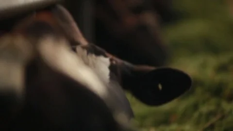 Cows eat alfalfa Stock Footage 73560903