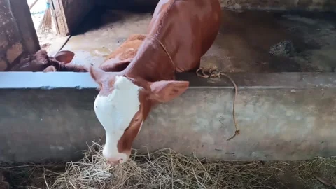 Cows eat dry grass. The calf is eating hay in the pen Stock Footage 299629741