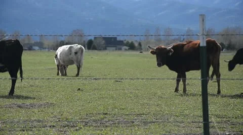 Cows eat Stock Footage 10916001