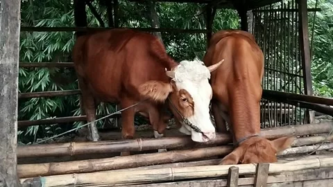 Cows eat Stock Footage 297028296