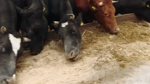 Cows eat fresh silage in the cowshed. Video stock 164509391