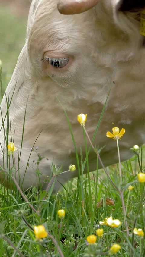 Cows eat grass. cows are grazing. Well-fed, well-groomed alpine cows, bulls and Stock Footage 306645055