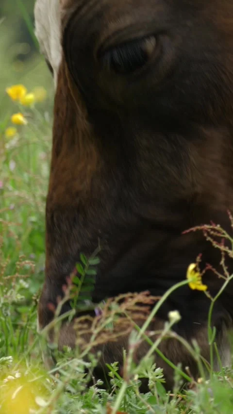 Cows eat grass. cows are grazing. Well-fed, well-groomed alpine cows, bulls and Stock Footage 312804896