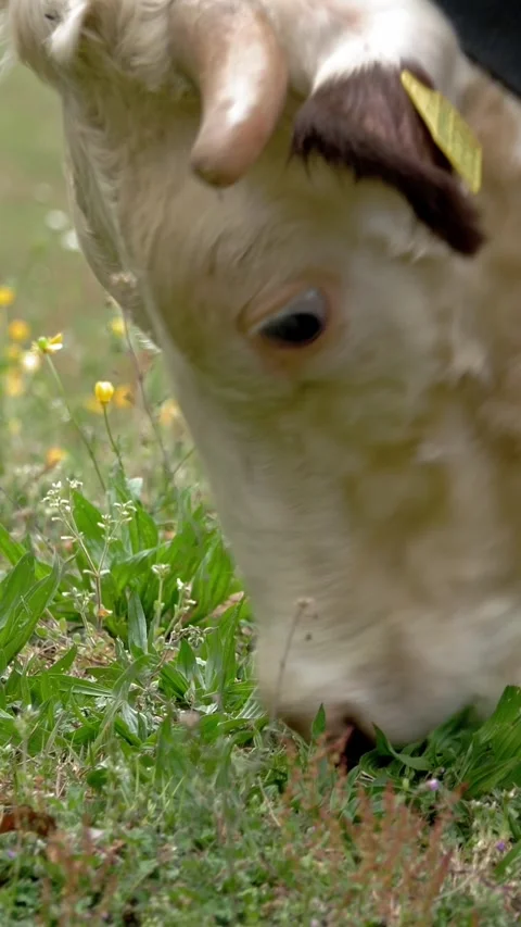 Cows eat grass. cows are grazing. Well-fed, well-groomed alpine cows, bulls and Stock Footage 314563617