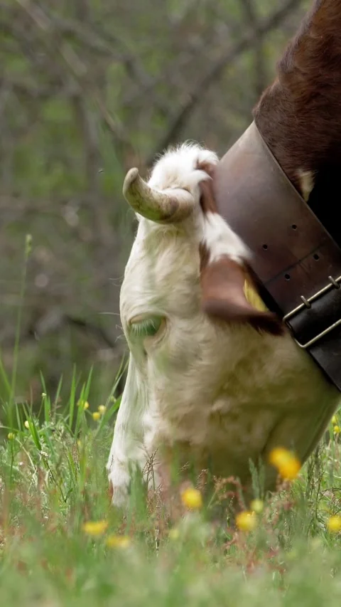 Cows eat grass. cows are grazing. Well-fed, well-groomed alpine cows, bulls and Stock Footage 315439545