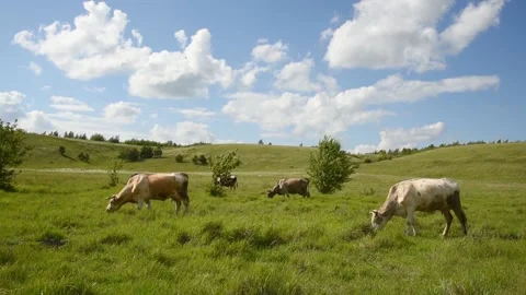 Cows eat grass in the field. Cattle graze in the meadow on a sunny day. Stock Footage 131759054