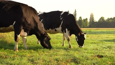 Cows eat grass in the field. Stock Footage 199642790