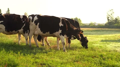 Cows eat grass in the field. Stock Footage 199643050