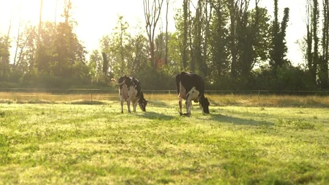 Cows eat grass in the field. Stock Footage 199643668