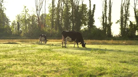 Cows eat grass in the field. Stock Footage 199644586