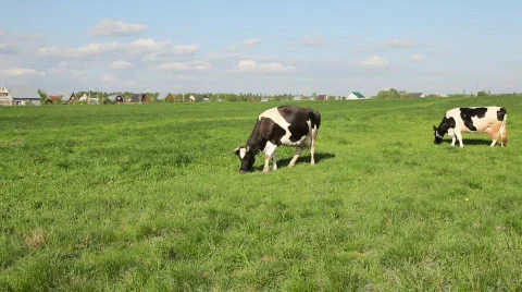 Cows eat grass Stock Footage