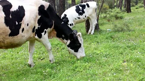 Cows Eat on Grass Stock Footage 22225835