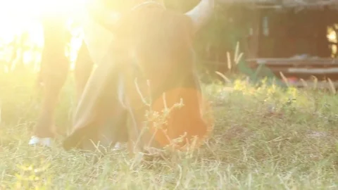 Cows eat grass Stock Footage 83236747