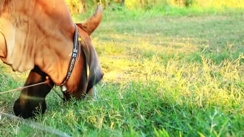 Cows eat grass Stock Footage 83237073