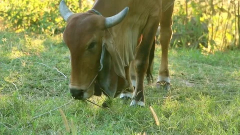 Cows eat grass Stock Footage 83237373