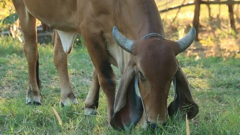 Cows eat grass Stock Footage 83419945
