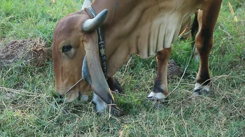Cows eat grass Stock Footage 83420457