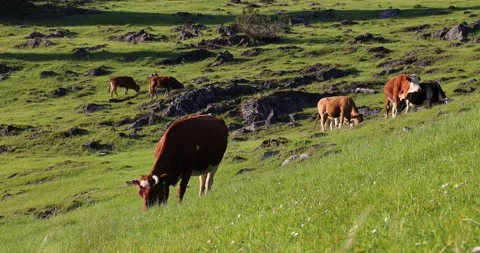 Cows eat grass on a grassy meadow surrounded by spruce forest. Stock Footage 204922853