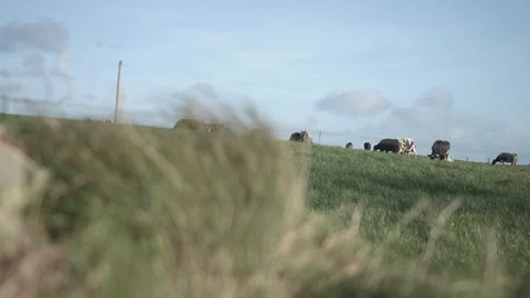 Cows eat grass in lush, green Irish field Stock Footage