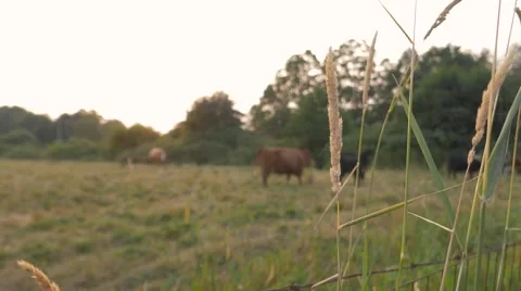Cows eat grass in the meadow Stock Footage 63384137