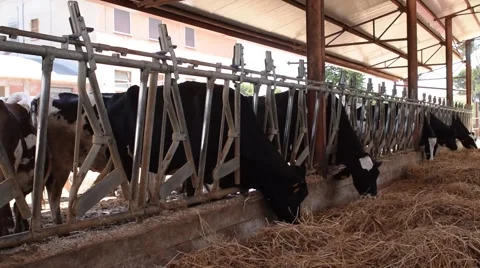 Cows eat grass in a stable.mp4 Stock Footage 64704572